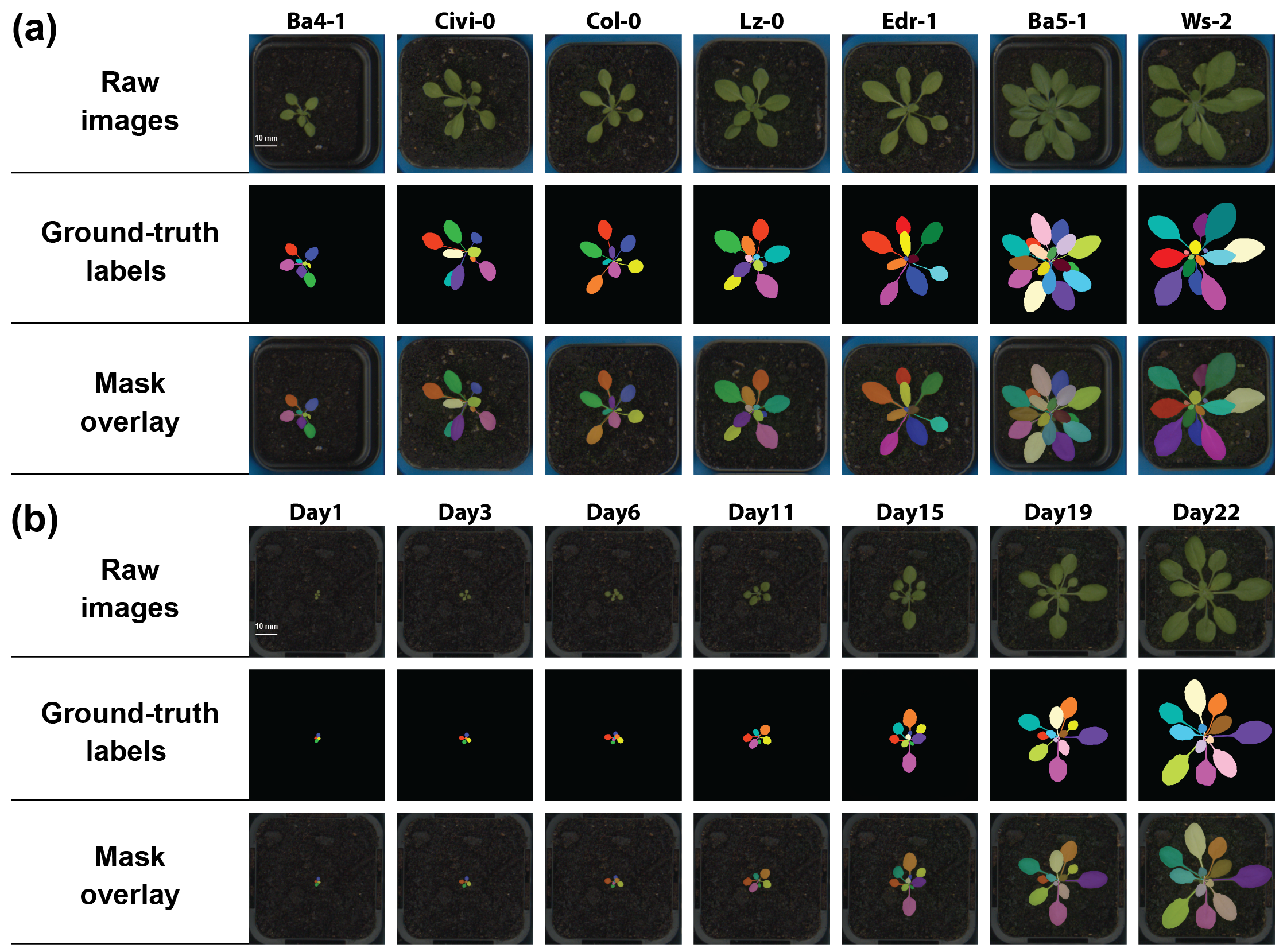 Overview of PhenoLeaf-TS: representative samples across genotypes and a temporal sequence of a single plant with persistent leaf colours.